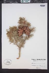 Pseudotsuga menziesii image