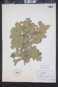 Quercus gambelii image
