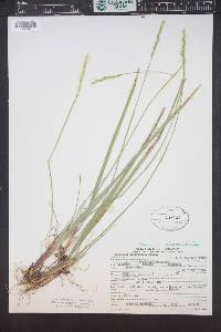Oryzopsis asperifolia image