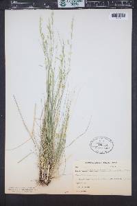 Piptatheropsis micrantha image