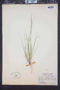 Piptatheropsis micrantha image