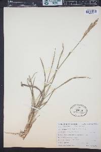 Paspalum plicatulum image
