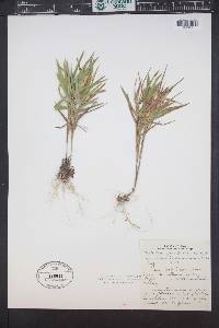 Dichanthelium leibergii image