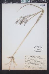Hopia obtusa image