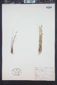 Eleocharis macrostachya image