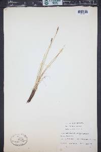 Kobresia myosuroides image
