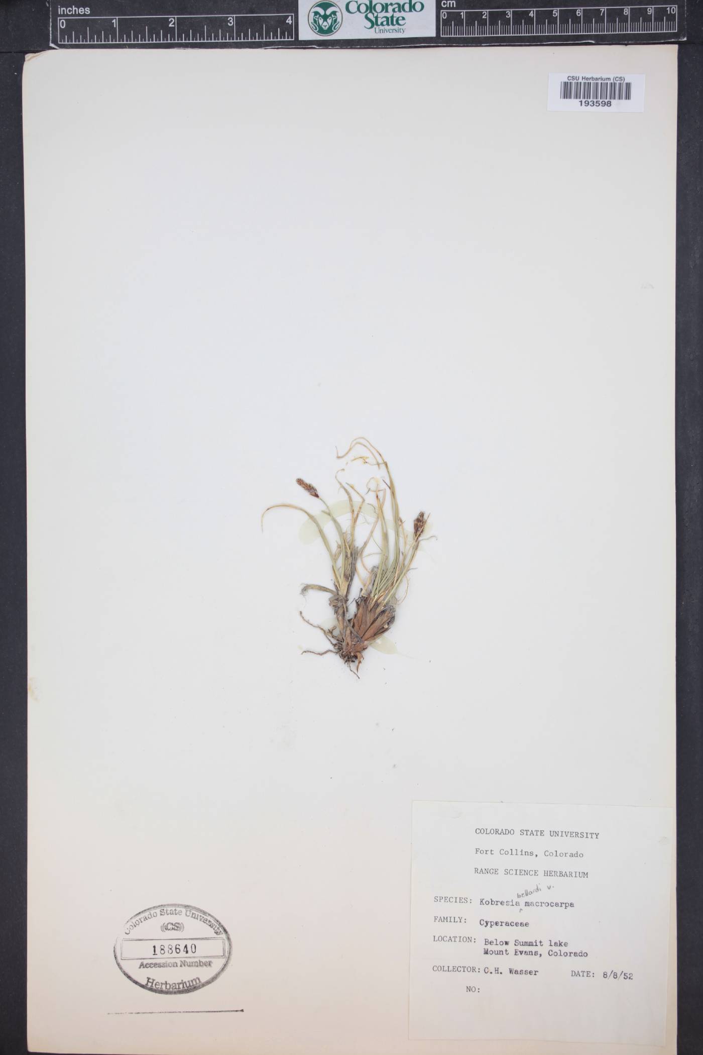 Kobresia sibirica image