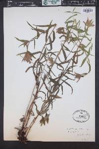 Castilleja rhexiifolia image