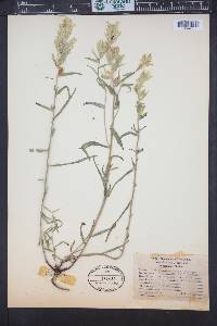 Castilleja sulphurea image