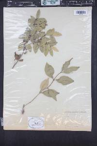 Blepharocalyx cruckshanksii image