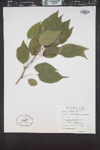 Maclura pomifera image