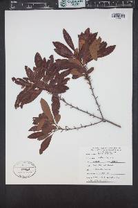 Morella cerifera image