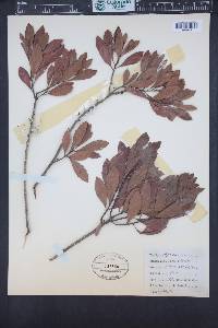 Morella cerifera image