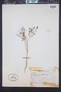 Cordylanthus ramosus image