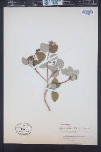 Jamesia americana image