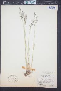 Poa arctica image