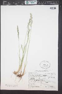 Poa arida image