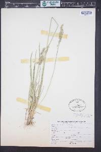 Poa arida image