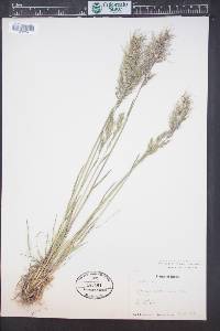 Poa bulbosa image