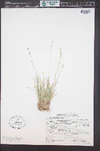 Poa abbreviata var. pattersonii image