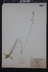 Poa stenantha image