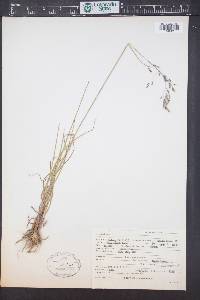 Poa stenantha image