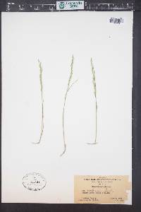 Poa nemoralis image
