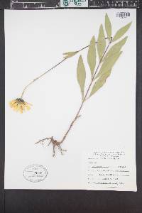 Helianthus pauciflorus subsp. pauciflorus image