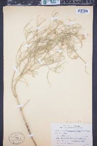Astragalus pectinatus image