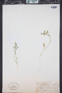 Astragalus nuttallianus image