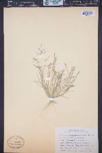 Eragrostis pilosa image