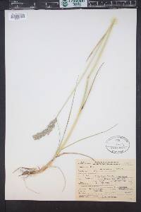 Leymus innovatus image