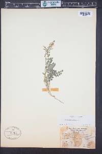Astragalus alpinus image