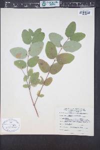 Symphoricarpos occidentalis image