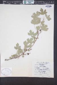 Ribes aureum image
