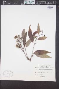 Eucalyptus cloeziana image
