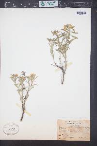 Oenothera serrulata image