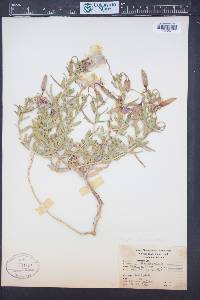 Oenothera latifolia image