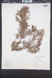 Abies amabilis image