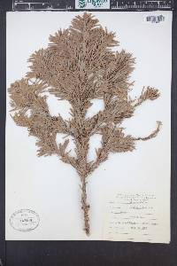 Abies amabilis image