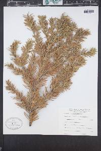 Abies amabilis image