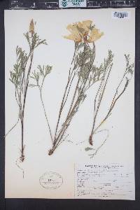 Eschscholzia californica image