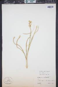 Toxicoscordion venenosum image