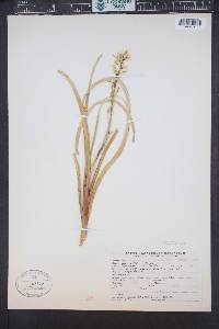 Zigadenus paniculatus image