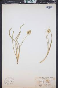 Zigadenus paniculatus image