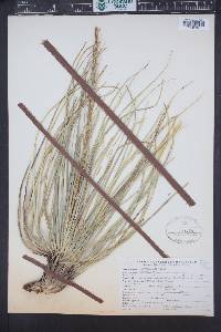 Xerophyllum tenax image