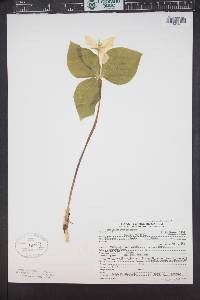 Trillium ovatum image
