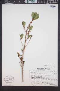 Rhododendron albiflorum image