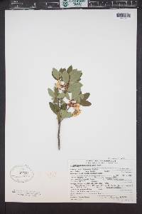 Rhododendron albiflorum image