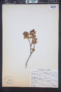 Rhododendron columbianum image